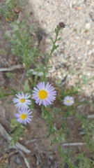 Leucosyris arida