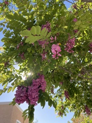 Robinia hispida