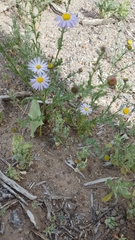 Leucosyris arida
