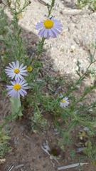 Leucosyris arida