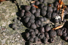 Jackrogersella cohaerens