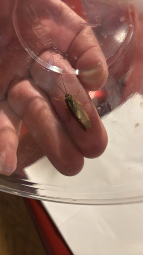 iNaturalist observation photo of Dicosmoecus gilvipes