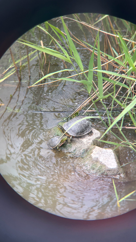 Western Painted Turtle