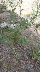 Leucosyris arida