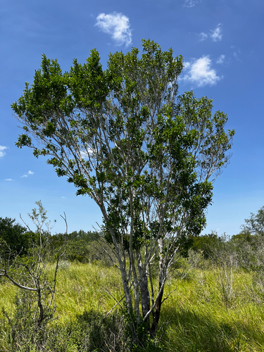 Helietta parvifolia, photograph 1