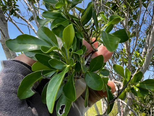 Helietta parvifolia