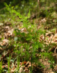 Asparagus tenuifolius