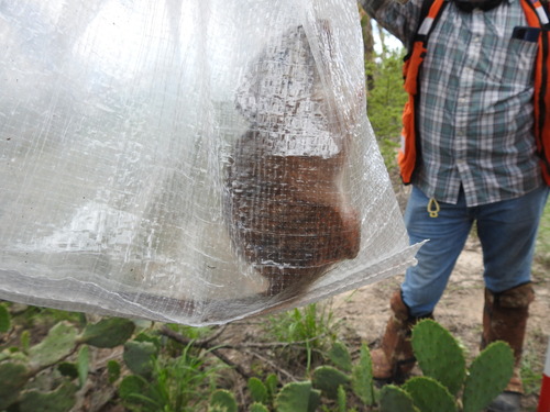 Rata Magueyera