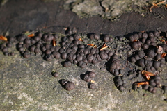 Jackrogersella cohaerens