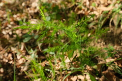 Asparagus tenuifolius