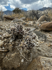 Micropuntia pulchella, photograph (c) Parker James Lloyd, some rights reserved (CC BY)