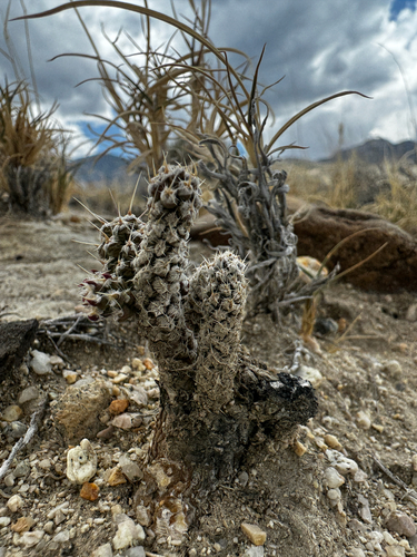 Micropuntia pulchella, photograph 6