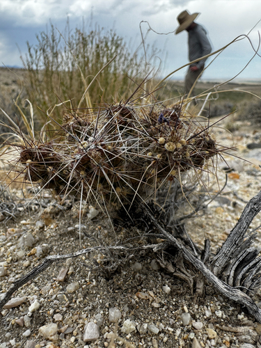 Micropuntia pulchella, photograph 4