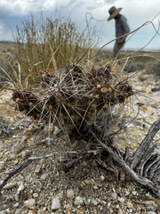 Micropuntia pulchella, photograph (c) Parker James Lloyd, some rights reserved (CC BY)