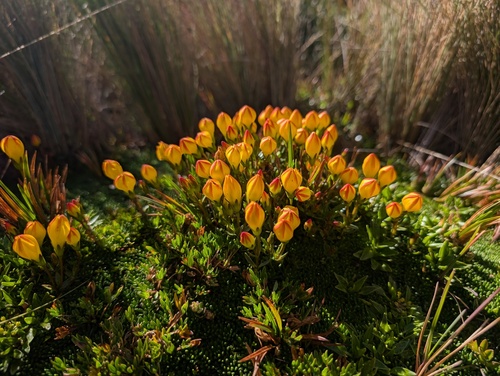Gentianella hirculus, photograph 2