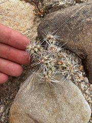 Micropuntia pulchella, photograph (c) Parker James Lloyd, some rights reserved (CC BY)