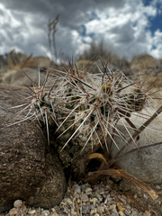 Micropuntia pulchella