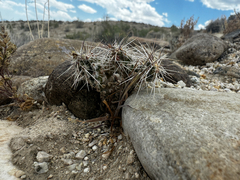 Micropuntia pulchella, photograph (c) Parker James Lloyd, some rights reserved (CC BY)