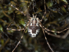 Leptobunus parvulus