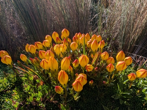 Gentianella hirculus, photograph 3
