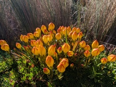 Gentianella hirculus, photograph (c) Yuri Sofronov, some rights reserved (CC BY)