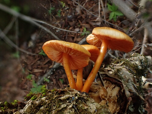 orange mycena