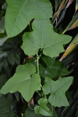 Passiflora morifolia