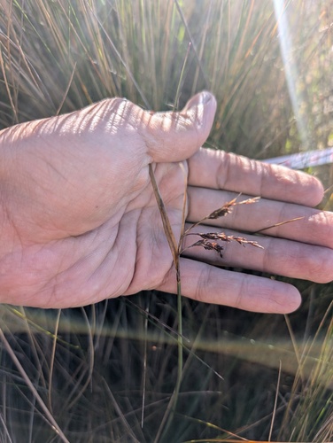 Carex pichinchensis