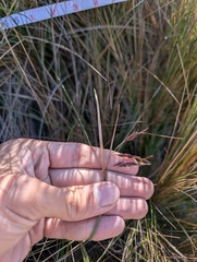 Carex pichinchensis, photograph (c) Yuri Sofronov, some rights reserved (CC BY)
