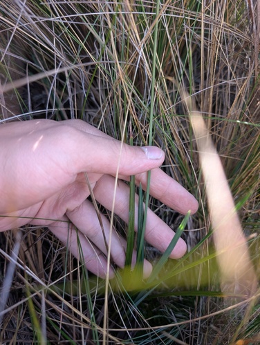 Carex pichinchensis, photograph 3