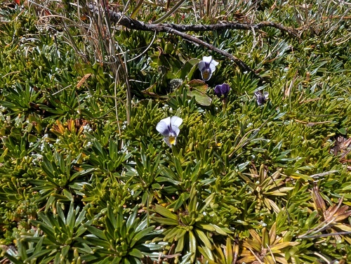 Viola pygmaea, photograph 1