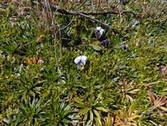 Viola pygmaea, photograph (c) Yuri Sofronov, some rights reserved (CC BY)
