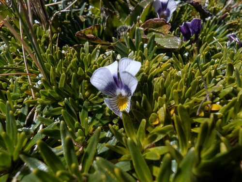 Viola pygmaea
