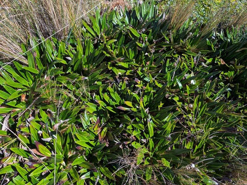 Oritrophium peruvianum, photograph 1