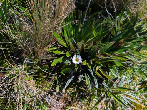 Oritrophium peruvianum