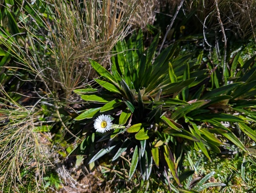 Oritrophium peruvianum, photograph 2