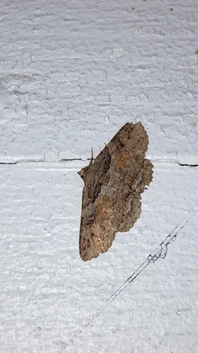 Maple Zale Moth