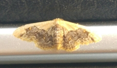 Idaea gemmata