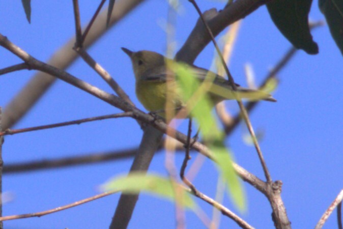 White-throated Gerygone (Gerygone olivacea), photo 10