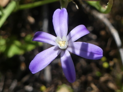 Brodiaea nana