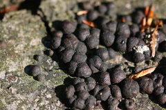 Jackrogersella cohaerens