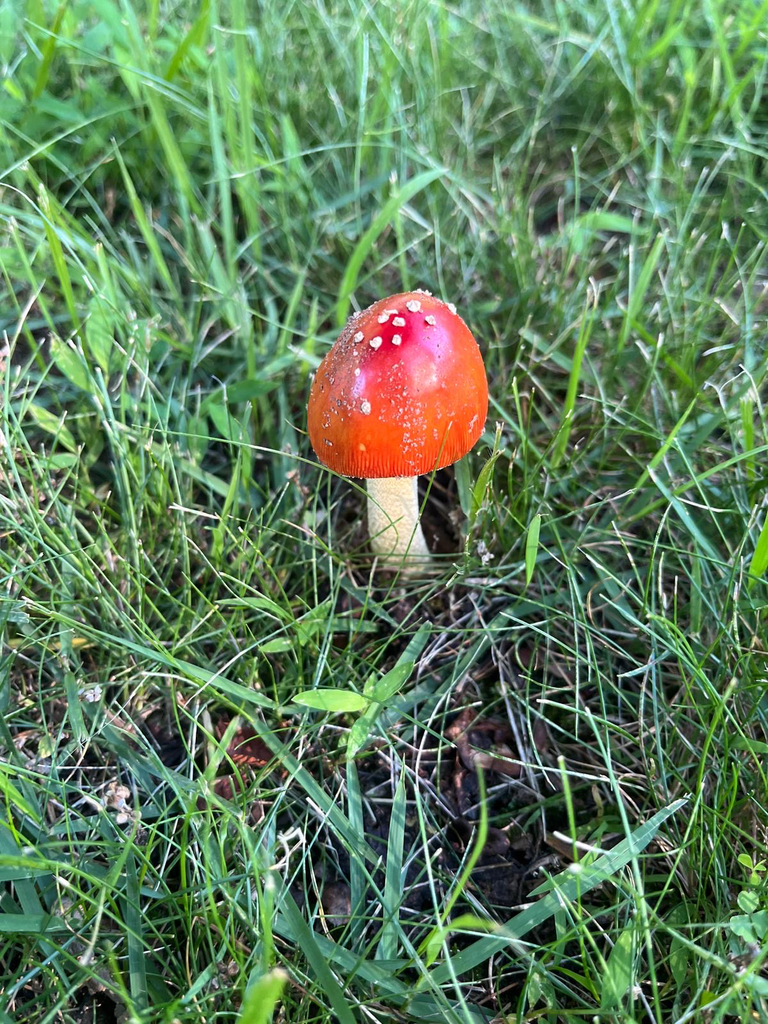 False Caesar's Mushroom · June 2026 · photo: Photo: no rights reserved · iNaturalist