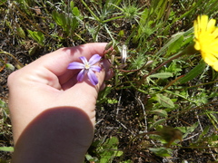Brodiaea nana