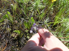 Brodiaea nana
