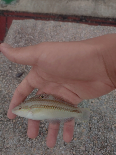 Earmuff wrasse (Halichoeres bicolor) — Labridae