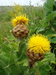 Centaurea macrocephala