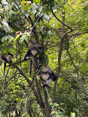 Black Snub-nosed Monkey