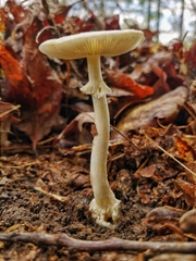 Amanita solaniolens