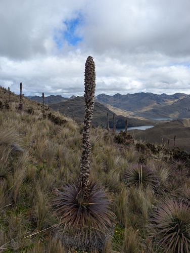 Puya clava-herculis, photograph 2