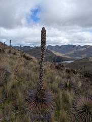 (c) Yuri Sofronov, some rights reserved (CC BY) Puya clava-herculis, photograph (c) Yuri Sofronov, some rights reserved (CC BY)
